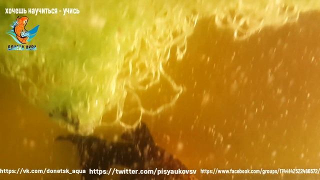 аквариумная рыбка, МОЛЛИНЕЗИЯ ЖЕЛТО-ЧЕРНАЯ, размножение и уход смотреть онлайн