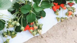 Клубника Кабрилло и Мальга. Весна 2019.