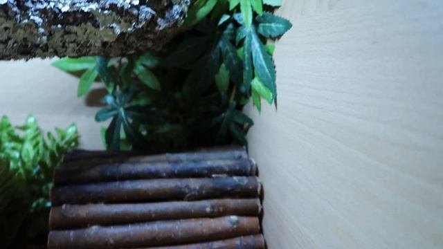 The best beginner ball python set up ! смотреть онлайн