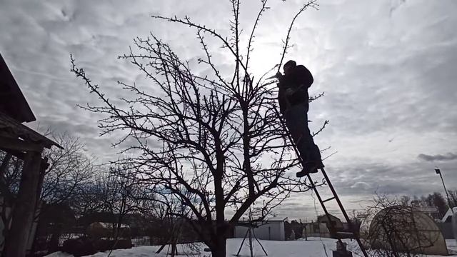 ЭТО НУЖНО ДЕЛАТЬ! Весенняя обрезка груши. Сорт ЛАДА смотреть онлайн