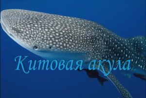Китовая акула
