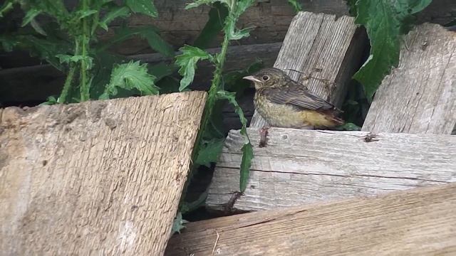 Птенец горихвостки вылетел из гнезда смотреть онлайн