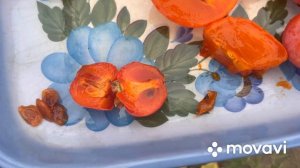 Хурма Божий Дар у Київській області, плодоношення , дегустація.