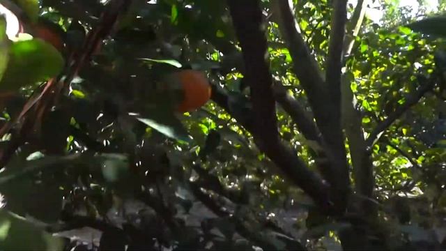 Фрезно(США)Сбор Мандарин после Уборки Урожая25 ⁄3 ⁄18