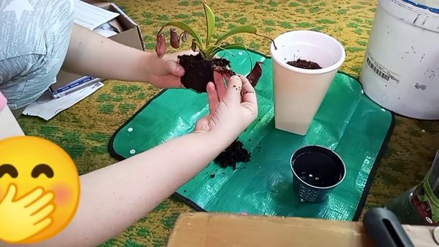 Распаковочка? посылки, пересадка Непентеса, и небольшой обзор суккулентов! смотреть онлайн