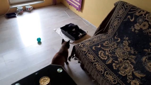 Брачные игры.Таиский кот(2 г) и кошка(1 .г,первый раз),знакомство. смотреть онлайн