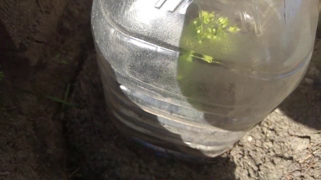 Саженцы с Агро маркета. Мои разочарования. смотреть онлайн