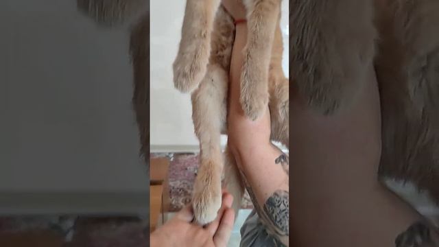 Каракал Зюзя любимая доця? с характером домашней кошки.Affectionate caracal in the arms. смотреть онлайн