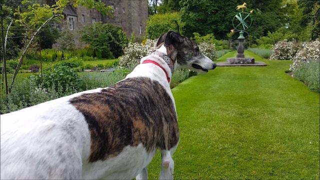 Greyhound Doing Some Sightseeing