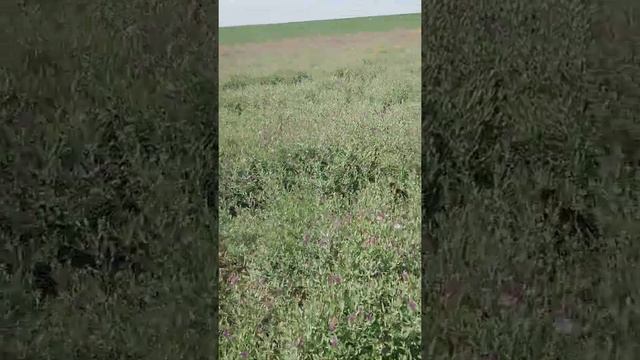 Горчак меры борьбы смотреть онлайн