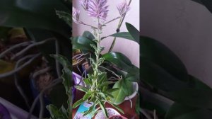 ПТИЛОТУС ДЖОЙ, часть 3, Цветение.