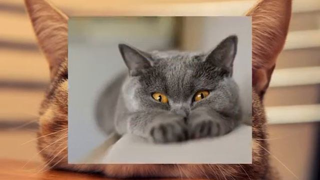 Корм для кошек чойс отзывы смотреть онлайн