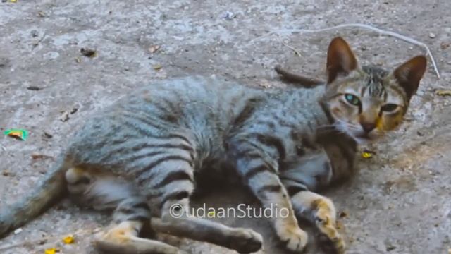Canon EOS 550D Test Video смотреть онлайн