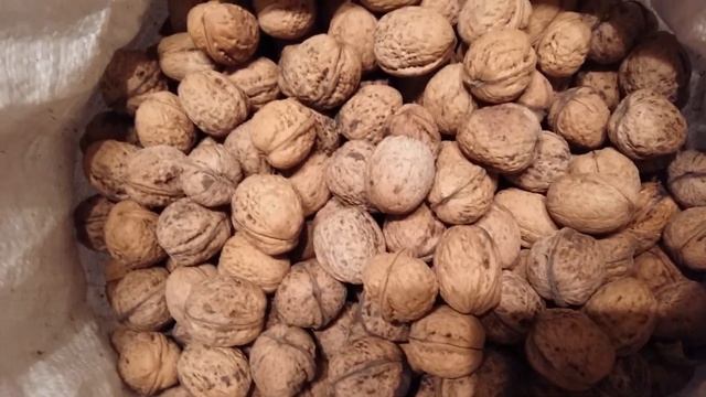 Грецкий орех смотреть онлайн