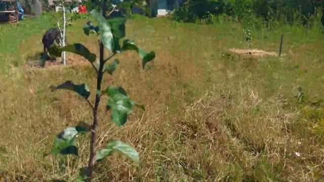 Яблоня Глостер, первый год после посадки, обзор сорта. смотреть онлайн