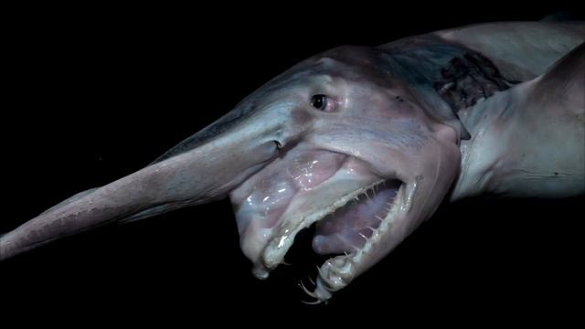 Самые редкие виды рыб подписываемся на канал предложения в коментарии нашёт следуйшего видео смотреть онлайн