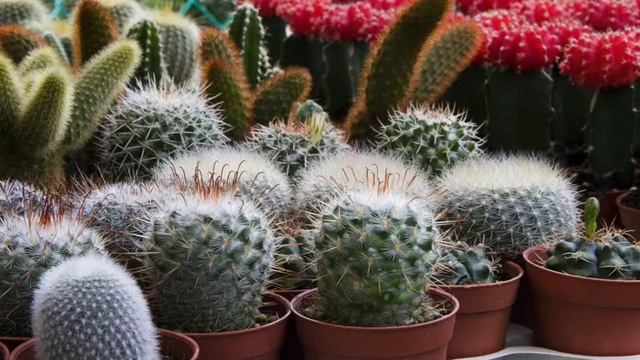 Soothing Music for Succulents, Sweet Relaxation Music - Cactus, Jade, Aloe Vera, String of Buttons смотреть онлайн