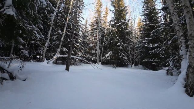 Зимний Лес смотреть онлайн