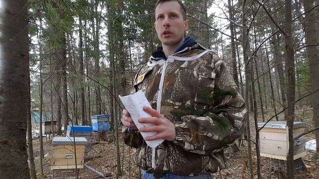 Породы пчел. Сравнение. Мой опыт. Среднерусская, Карника, Бакфаст, Карпатка. смотреть онлайн