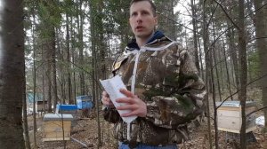 Породы пчел. Сравнение. Мой опыт. Среднерусская, Карника, Бакфаст, Карпатка.