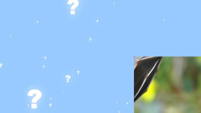 Animal Guessing Game! | Fun Puzzle Game for Children! | Kids Learning Videos смотреть онлайн