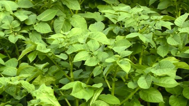 Какие формы грядок выбрать для богатого урожая? смотреть онлайн