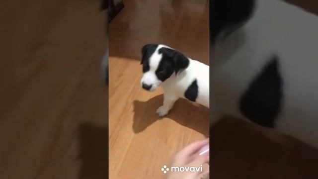 Щенки Джек Рассел черно- белый окрас смотреть онлайн