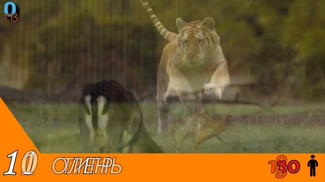 20 самых смертельных животных смотреть онлайн
