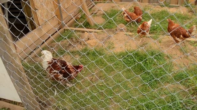 Городские "Куры Дуры". смотреть онлайн