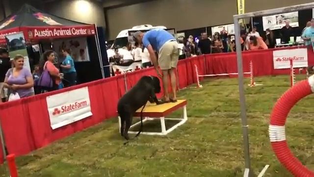 Austin Pet Expo 2017 смотреть онлайн