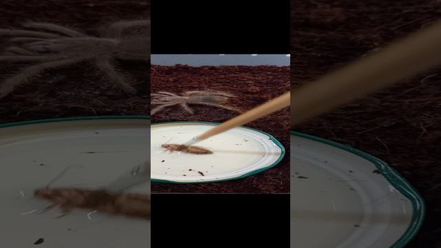 Таракан против Тарантула