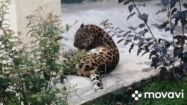 Дальневосточный леопард. Московский зоопарк. Сентябрь 2022. смотреть онлайн