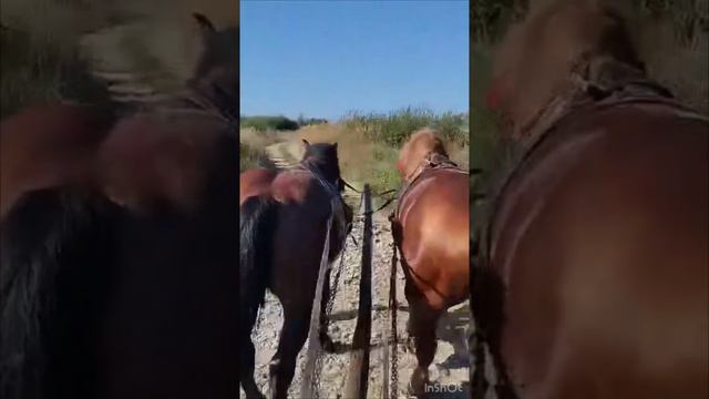 Жеребчики🐴В роботі🔥stallion💣 смотреть онлайн
