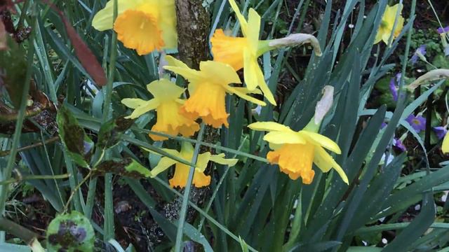 Narcisse grande coupe ' Narcissus Fortissimo' C'est très beau sans jeu de mots смотреть онлайн