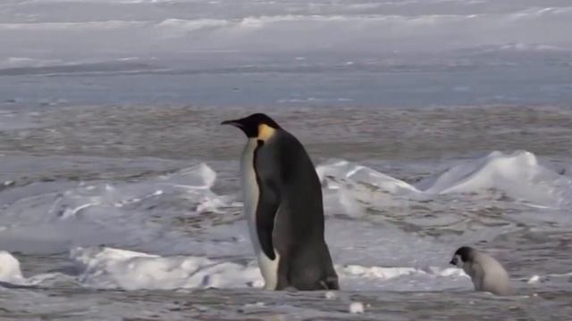 Детки в клетке .С Маршак .Видео животных HD Во весь экран смотреть онлайн