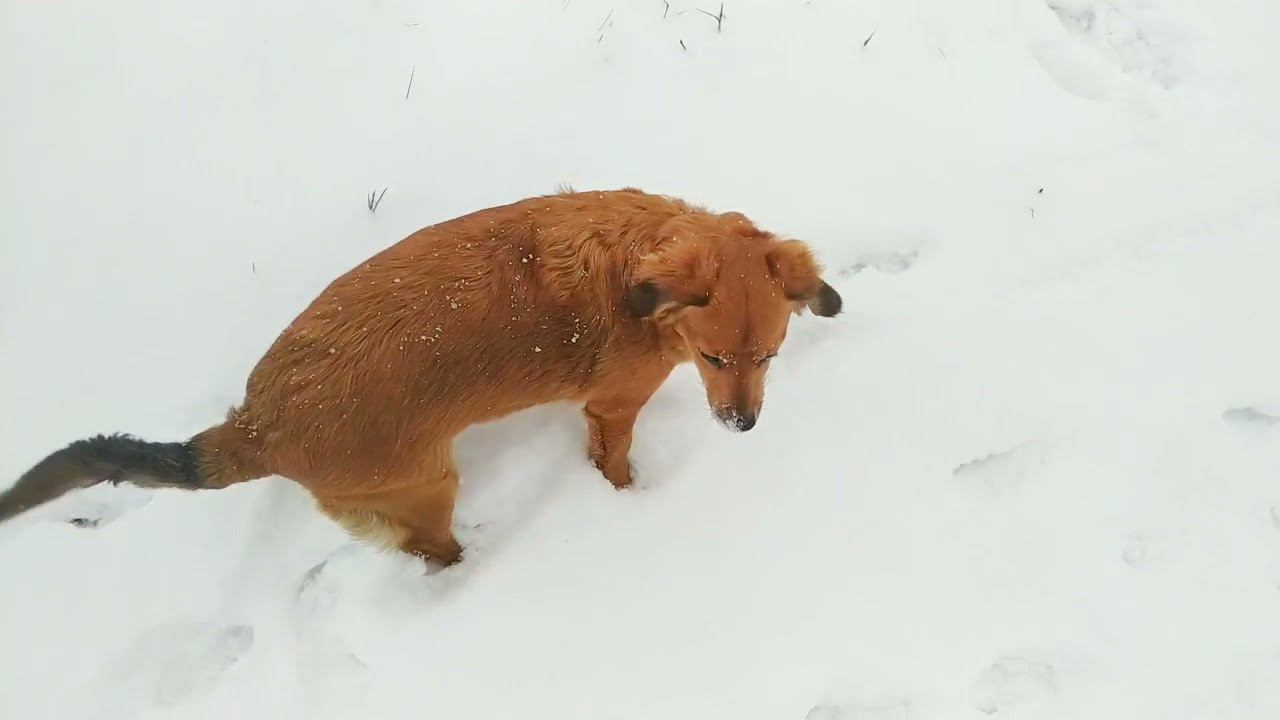 Думала - Собака, оказалась - Заяц) @vyazaniye_bez_granits смотреть онлайн