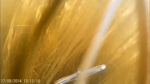 пяозеро сентябрь смотреть онлайн