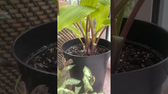 Хоста Holar Sunset Python смотреть онлайн