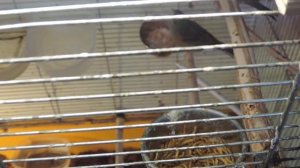 СОДЕРЖАНИЕ ОВСЯНОК