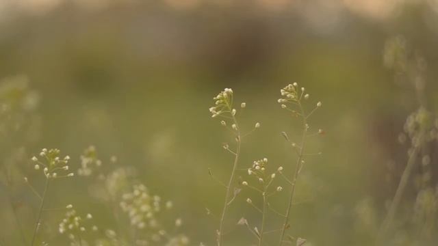 Съемка Nikon 5100 + объектив Гелиос 44-2 (СССР) Художественное размытие фона смотреть онлайн