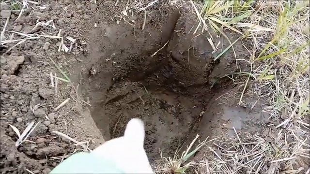 Зимние дела - пересадка деревьев/ посадка деревьев в декабре/Новая Жизнь Ромашка смотреть онлайн