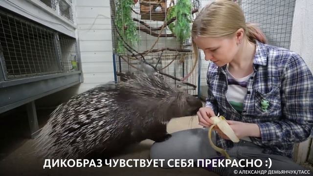 ДОМАШНИЙ ЗООПАРК смотреть онлайн