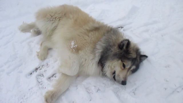 Собачки дружба сквозь годы - Автор музыки и исполнитель Аверьянов Сергей смотреть онлайн