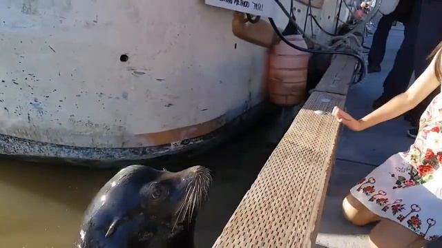 Милый морской котик, но это не точно смотреть онлайн