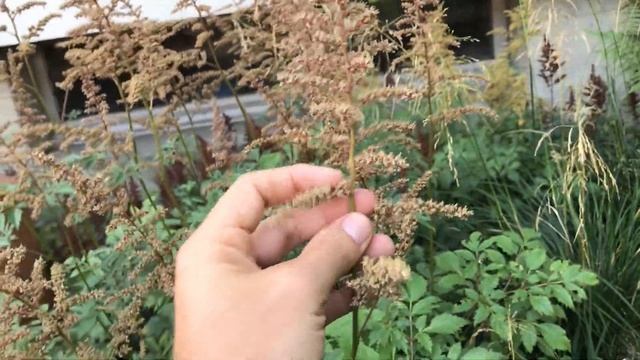 Astilbe Arendsii-Gruppe Und Astilbe Chinensis 'Pumila'