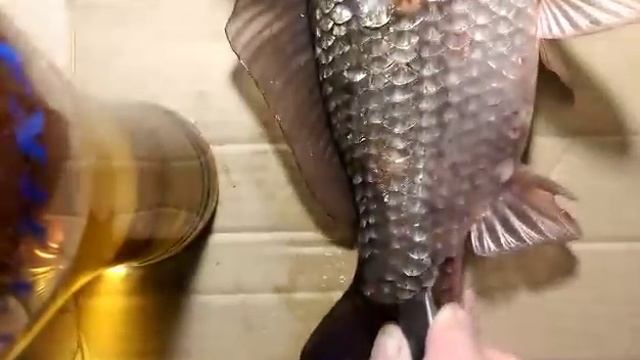 Как быстро и легко почистить рыбу от чешуи - вы будете в шоке смотреть онлайн