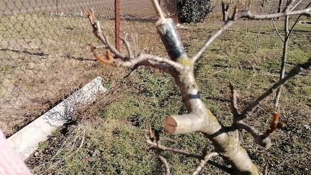 КАК ПРИВИТЬ НЕСКОЛЬКО СОРТОВ НА ОДНУ ГРУШУ. Весенняя перепрививка в расщеп смотреть онлайн