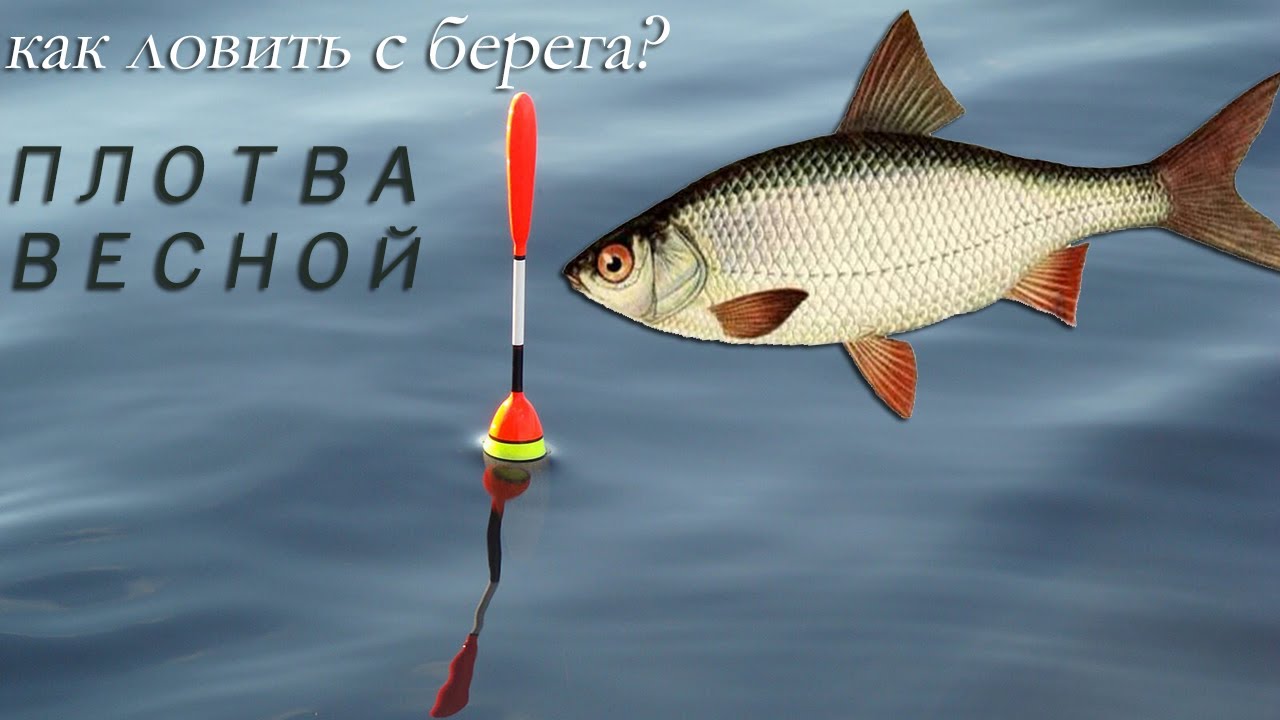 Как и на что ловить плотву с берега в апреле? Когда у плотвы жор весной. смотреть онлайн