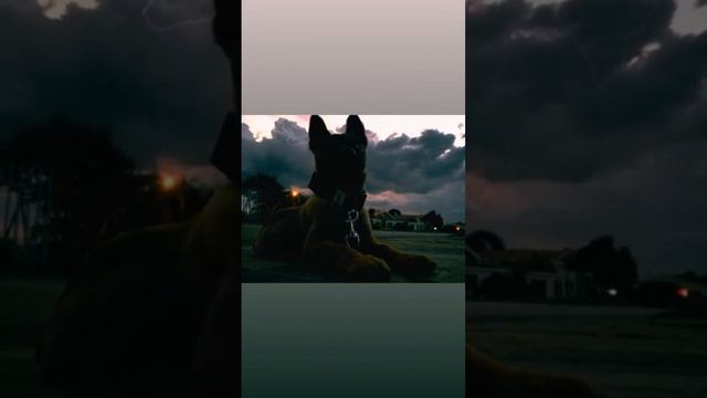 rainy days #malinois #fyp #viral #views #puppy #photography смотреть онлайн