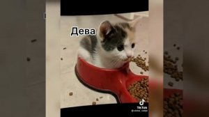 Подборка ЗНАКИ ЗОДИАКА ТИК ТОК